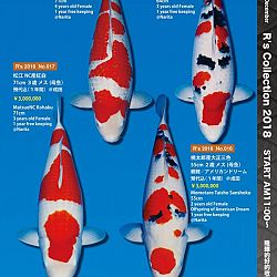 375 koi op de R-collectie bij Narita: afbeelding 7