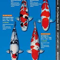 375 koi op de R-collectie bij Narita: afbeelding 9