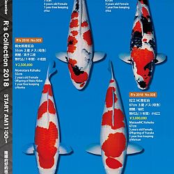 375 koi op de R-collectie bij Narita: afbeelding 10