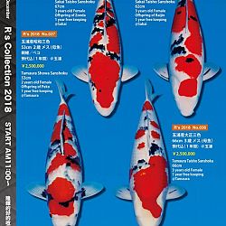 375 koi op de R-collectie bij Narita: afbeelding 12
