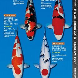 375 koi op de R-collectie bij Narita: afbeelding 13