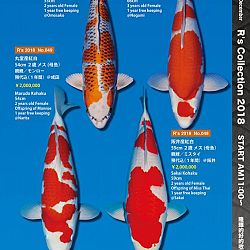375 koi op de R-collectie bij Narita: afbeelding 15