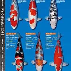 375 koi op de R-collectie bij Narita: afbeelding 18