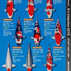 375 koi op de R-collectie bij Narita: afbeelding 27