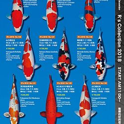 375 koi op de R-collectie bij Narita: afbeelding 29