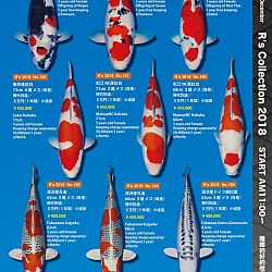 375 koi op de R-collectie bij Narita: afbeelding 35