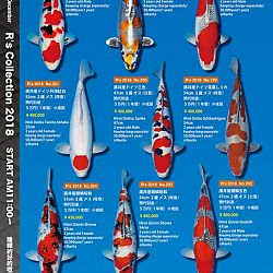375 koi op de R-collectie bij Narita: afbeelding 36