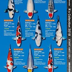 375 koi op de R-collectie bij Narita: afbeelding 37