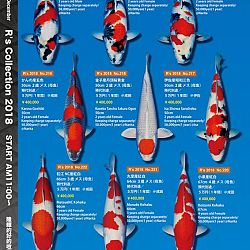 375 koi op de R-collectie bij Narita: afbeelding 38