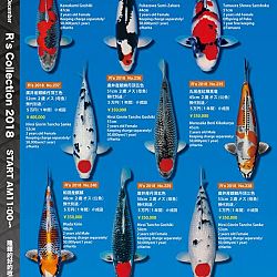 375 koi op de R-collectie bij Narita: afbeelding 40