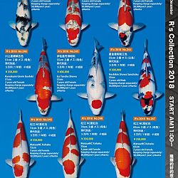 375 koi op de R-collectie bij Narita: afbeelding 41