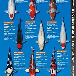 375 koi op de R-collectie bij Narita: afbeelding 43