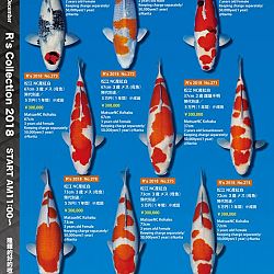 375 koi op de R-collectie bij Narita: afbeelding 44
