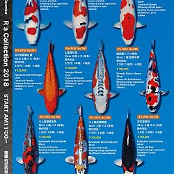 375 koi op de R-collectie bij Narita: afbeelding 46