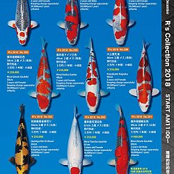 375 koi op de R-collectie bij Narita: afbeelding 47