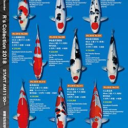 375 koi op de R-collectie bij Narita: afbeelding 48