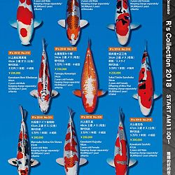 375 koi op de R-collectie bij Narita: afbeelding 49