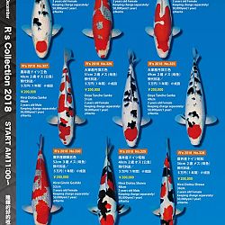375 koi op de R-collectie bij Narita: afbeelding 50