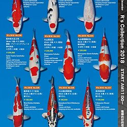 375 koi op de R-collectie bij Narita: afbeelding 51