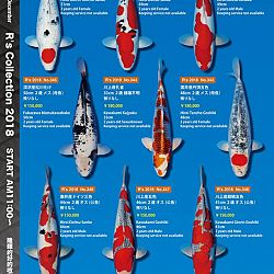 375 koi op de R-collectie bij Narita: afbeelding 52