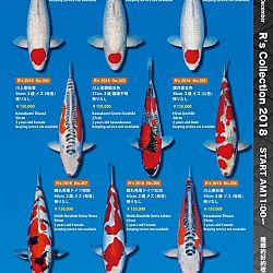 375 koi op de R-collectie bij Narita: afbeelding 53