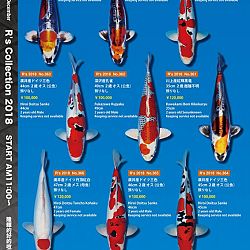 375 koi op de R-collectie bij Narita: afbeelding 54