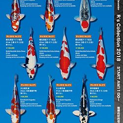 375 koi op de R-collectie bij Narita: afbeelding 55