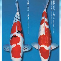 3de Narita veiling: afbeelding 2