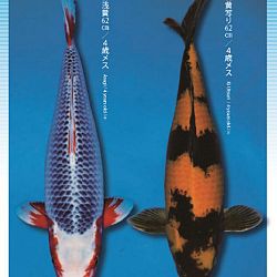 3de Narita veiling: afbeelding 3
