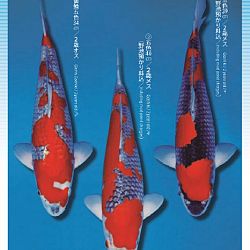 3de Narita veiling: afbeelding 7
