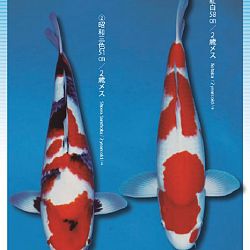 3de Narita veiling: afbeelding 8