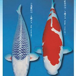 3de Narita veiling: afbeelding 11