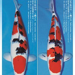 3de Narita veiling: afbeelding 12