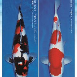 3de Narita veiling: afbeelding 13