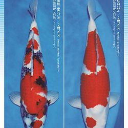3de Narita veiling: afbeelding 14