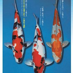 3de Narita veiling: afbeelding 16