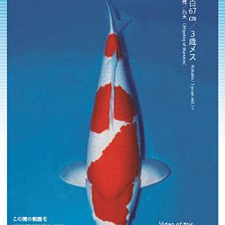 3de Narita veiling: afbeelding 19