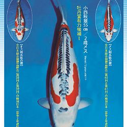 3de Narita veiling: afbeelding 21