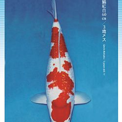 3de Narita veiling: afbeelding 23