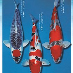 3de Narita veiling: afbeelding 26