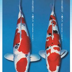 3de Narita veiling: afbeelding 32