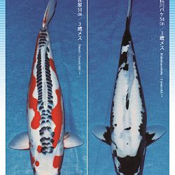 3de Narita veiling: afbeelding 34