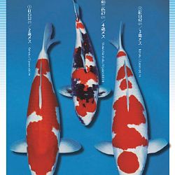 3de Narita veiling: afbeelding 35