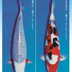 3de Narita veiling: afbeelding 38