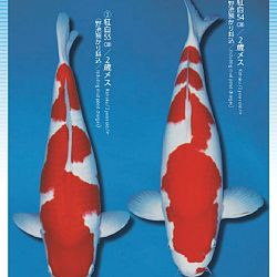 3de Narita veiling: afbeelding 41