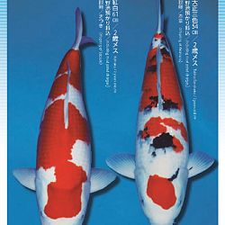 3de Narita veiling: afbeelding 43