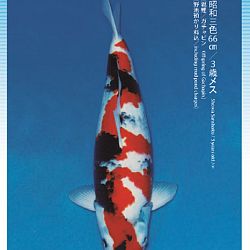 3de Narita veiling: afbeelding 44