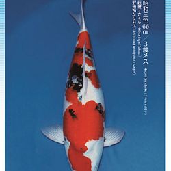 3de Narita veiling: afbeelding 46