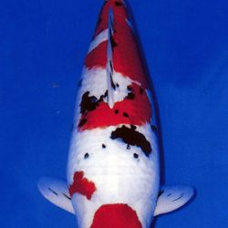 7de All indonesian koi show 2010: afbeelding 1