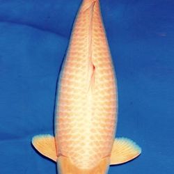7de All indonesian koi show 2010: afbeelding 2
